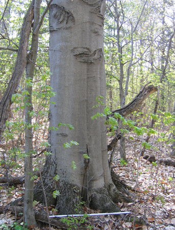 fagus